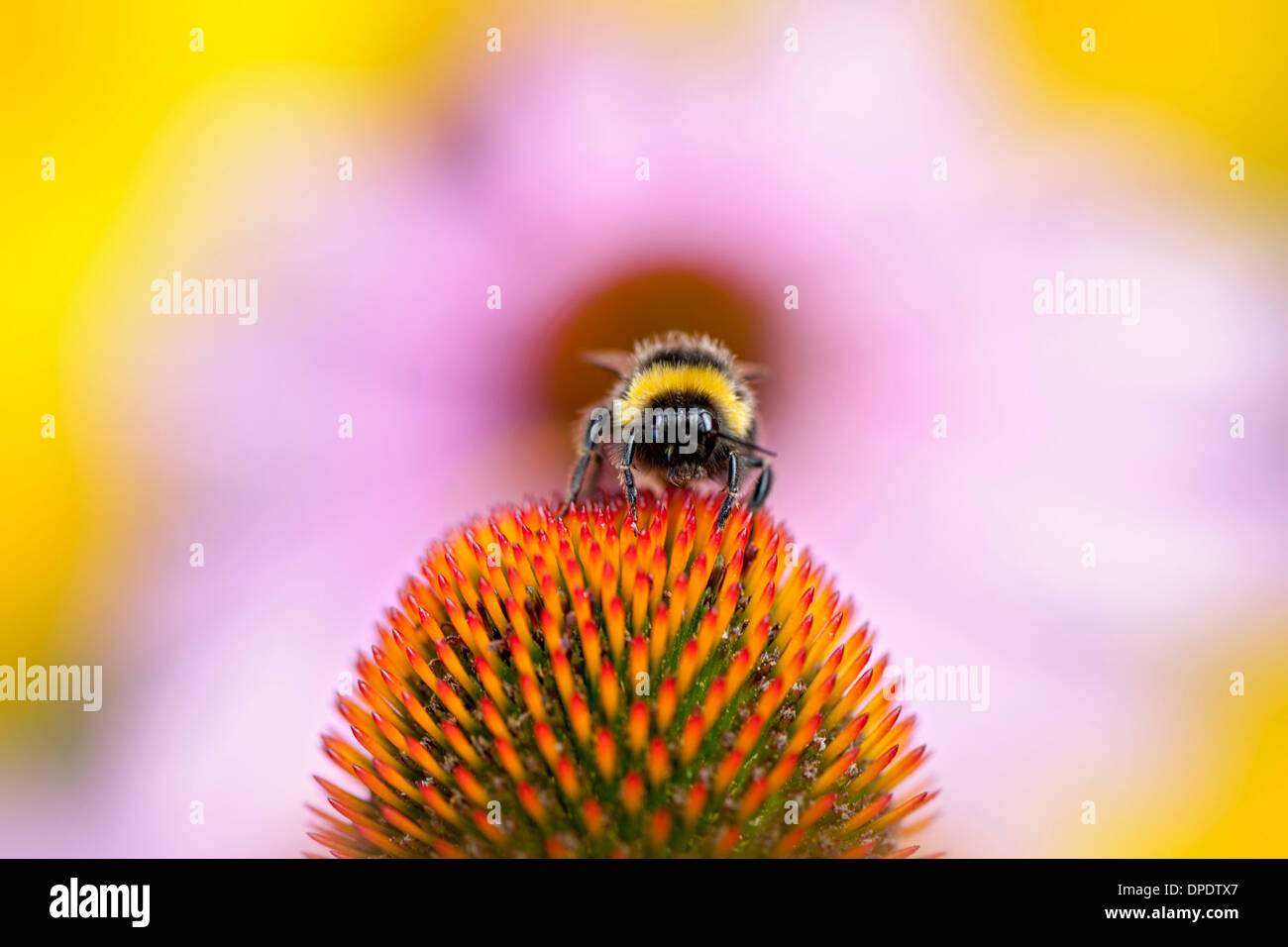 Bee and Coneflower Stock Photo
