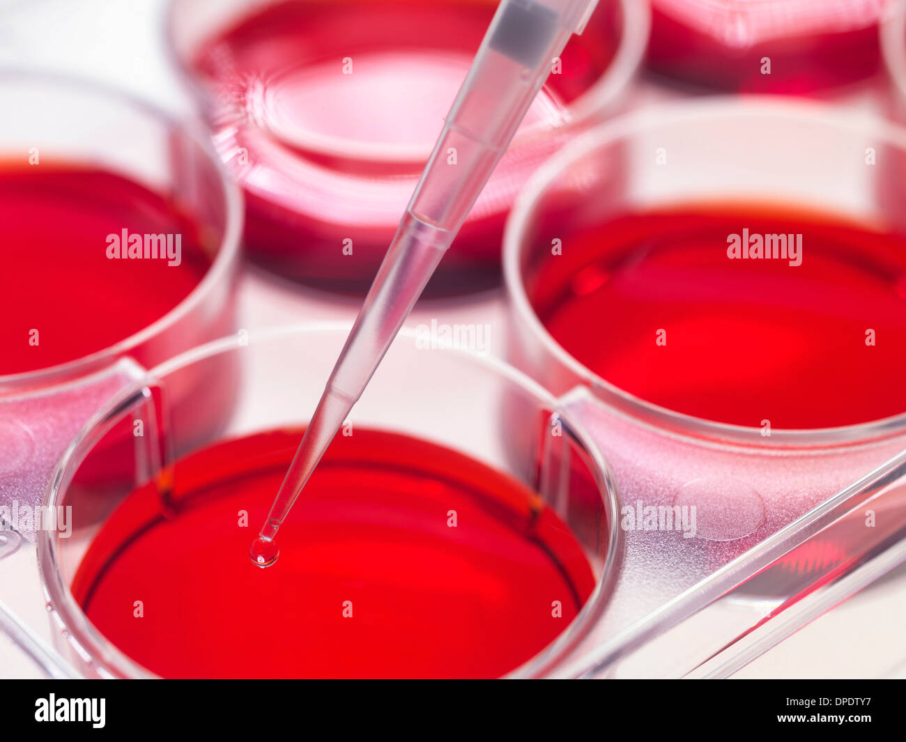 Pipette adding sample to stem cell cultures growing in pots, Used to implant stem cells to repair damaged tissues Stock Photo