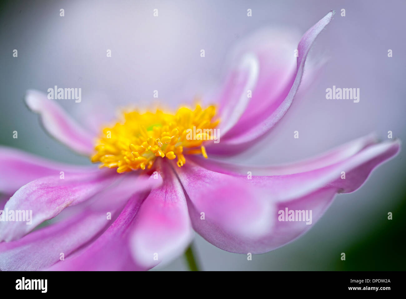 Close-up image of a single pink Japanese Anemone  Flower Stock Photo