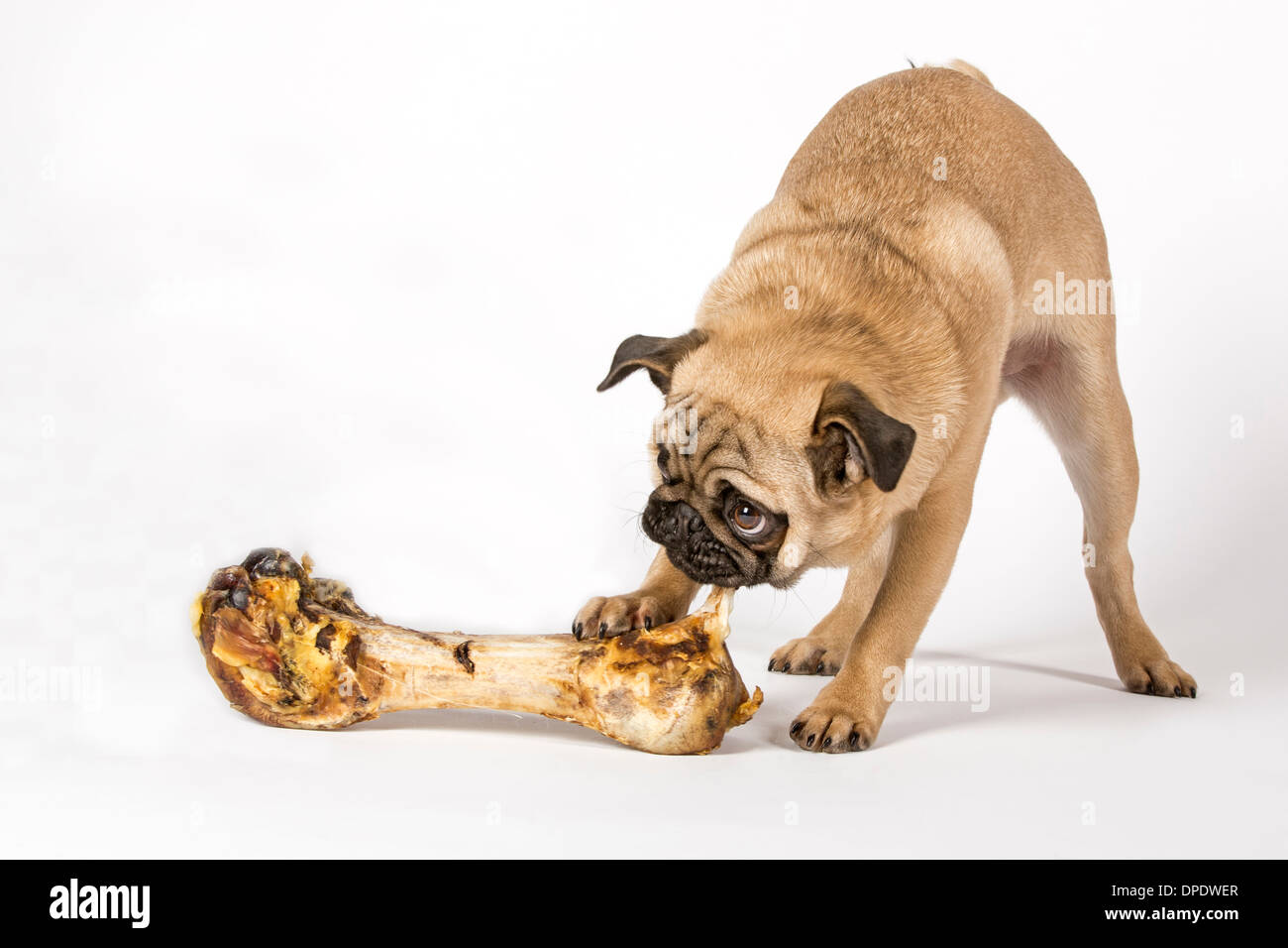 Young pug with big bone Stock Photo