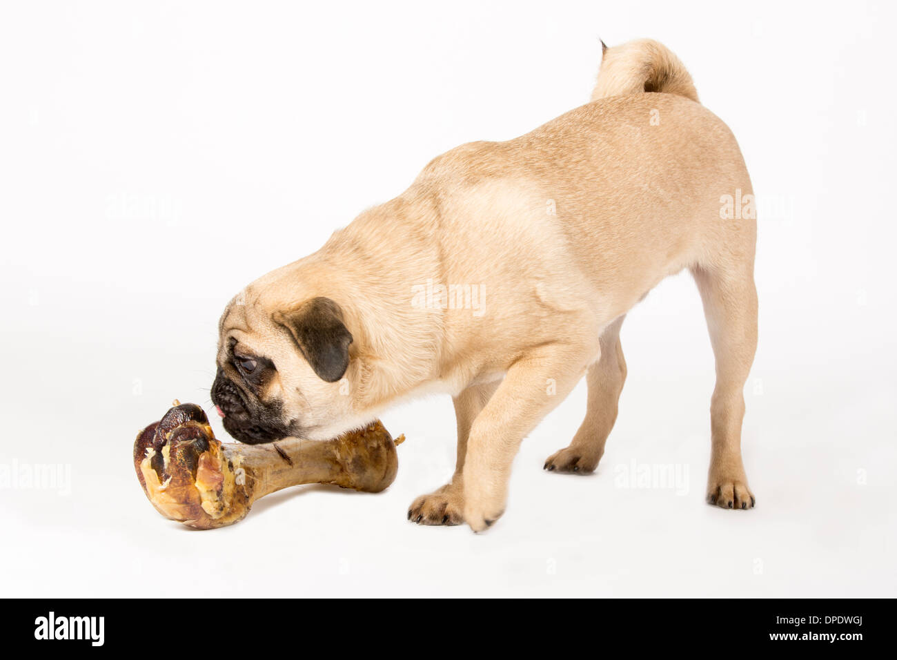 Young pug with big bone Stock Photo