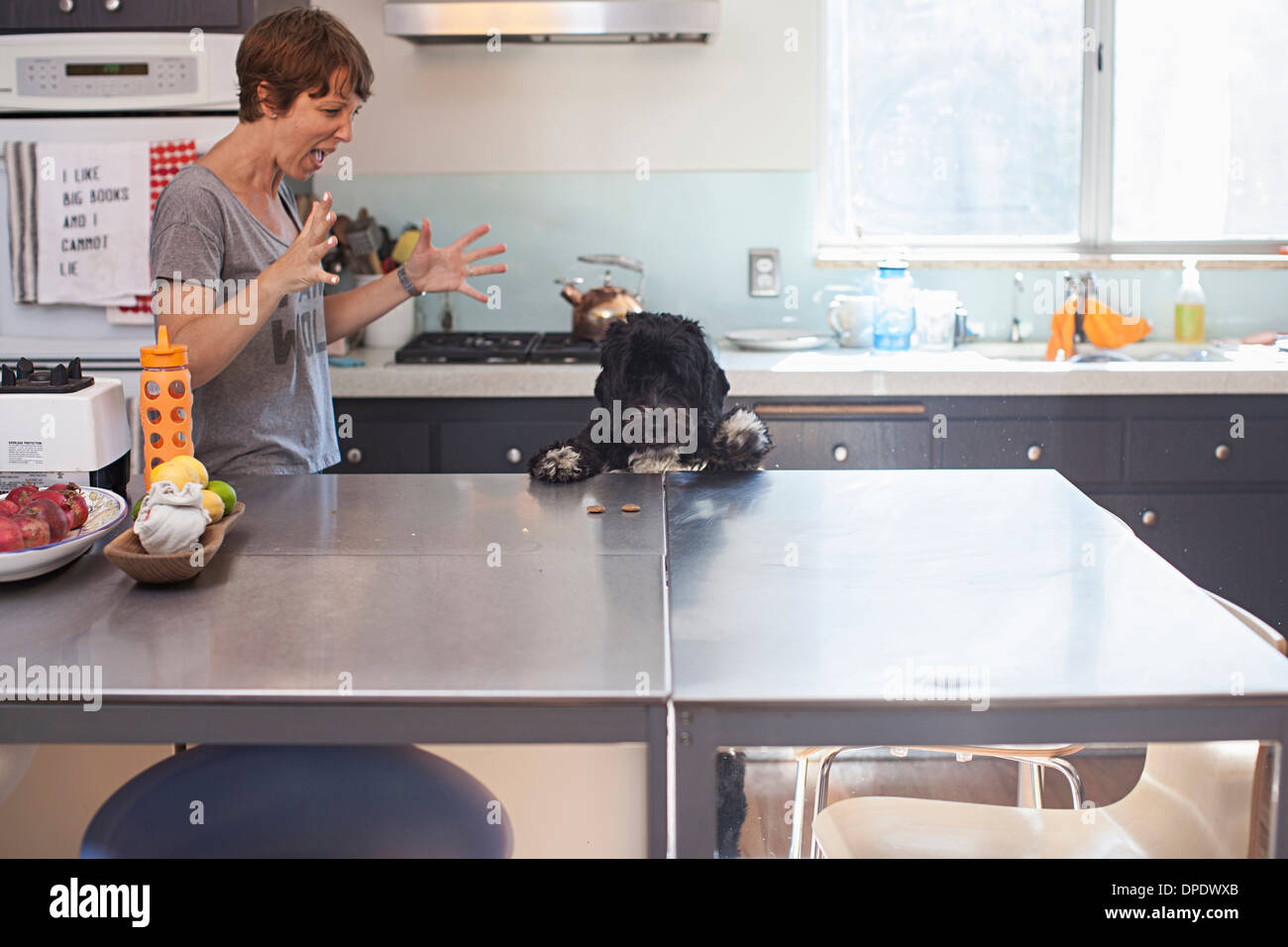 Naughty pet dog standing up at kitchen counter Stock Photo