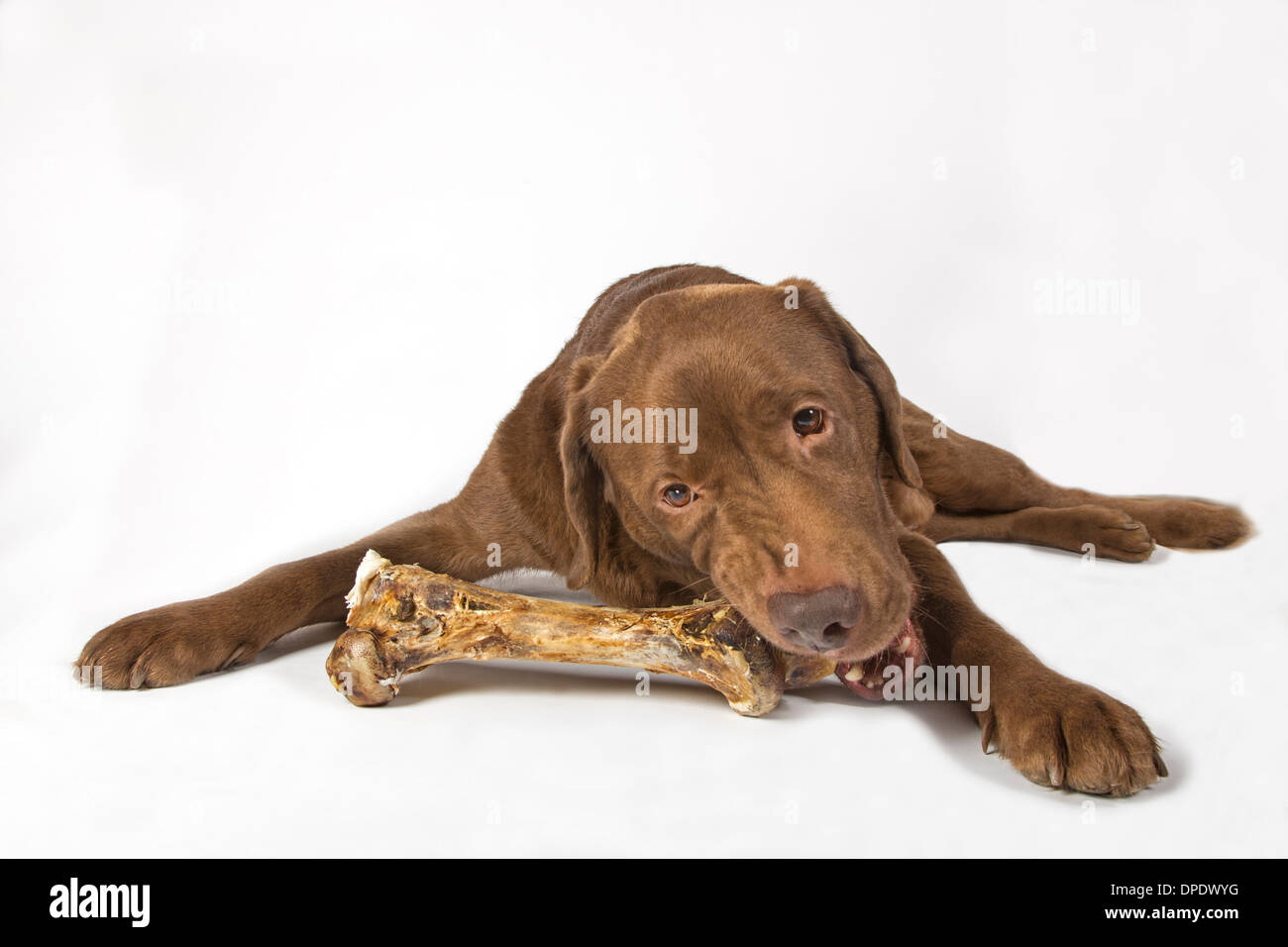 Brown Labrador with big bone Stock Photo