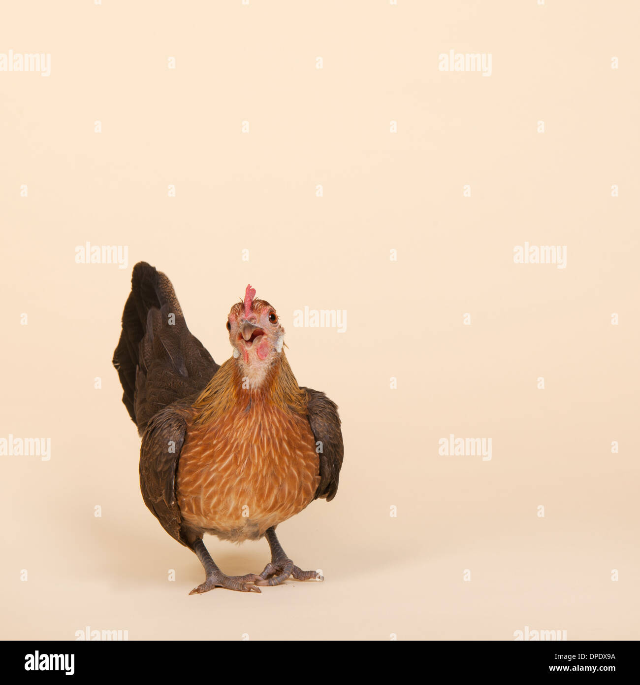 Serama chicken in studio on cream background Stock Photo - Alamy