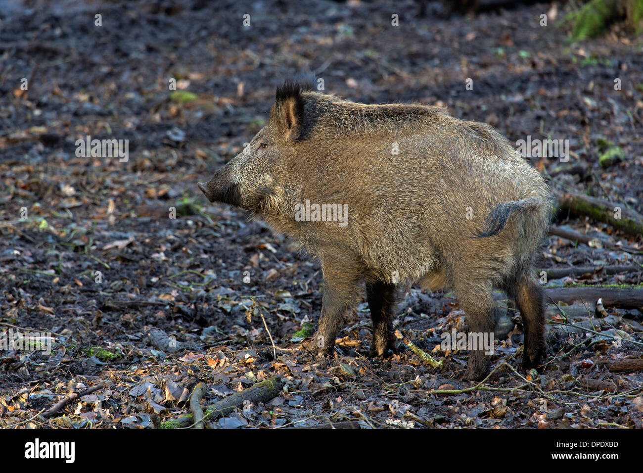 Wild boar / Sus scrofa Stock Photo