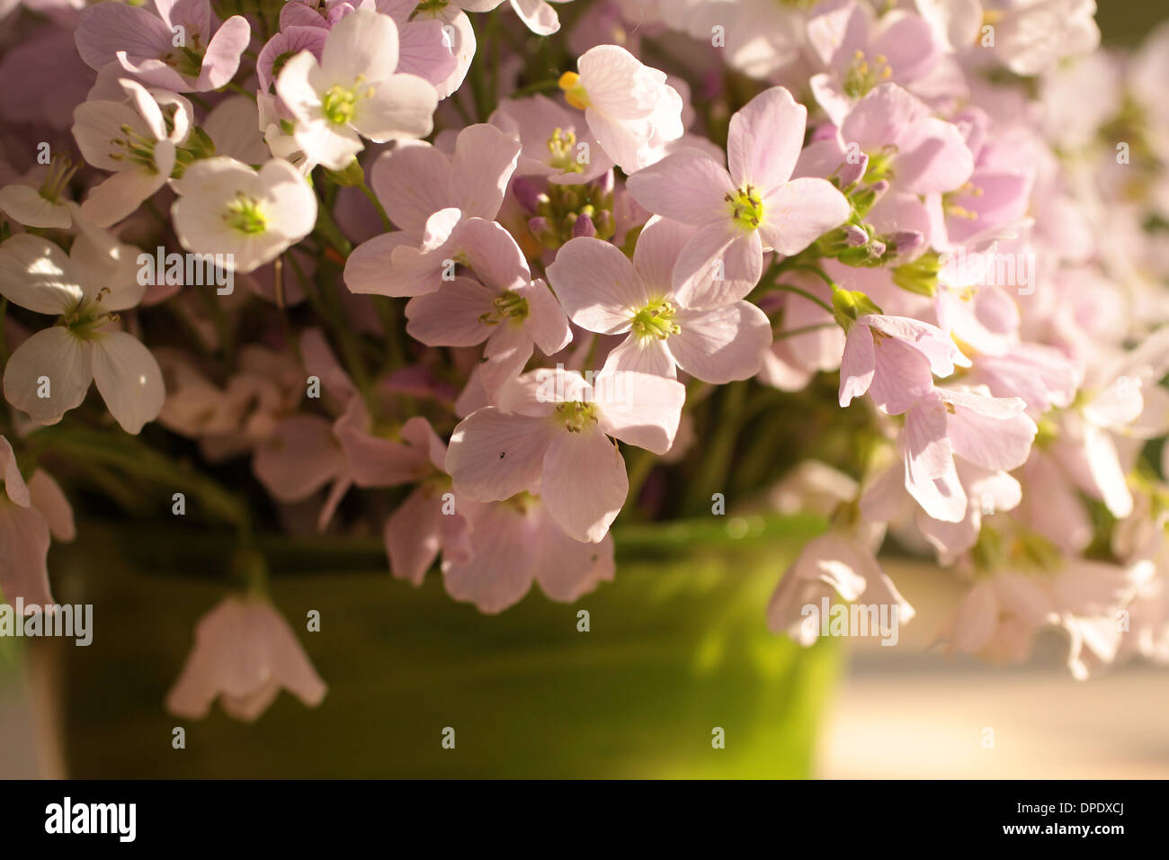 Gentle pink flowers in green vase in country house Stock Photo