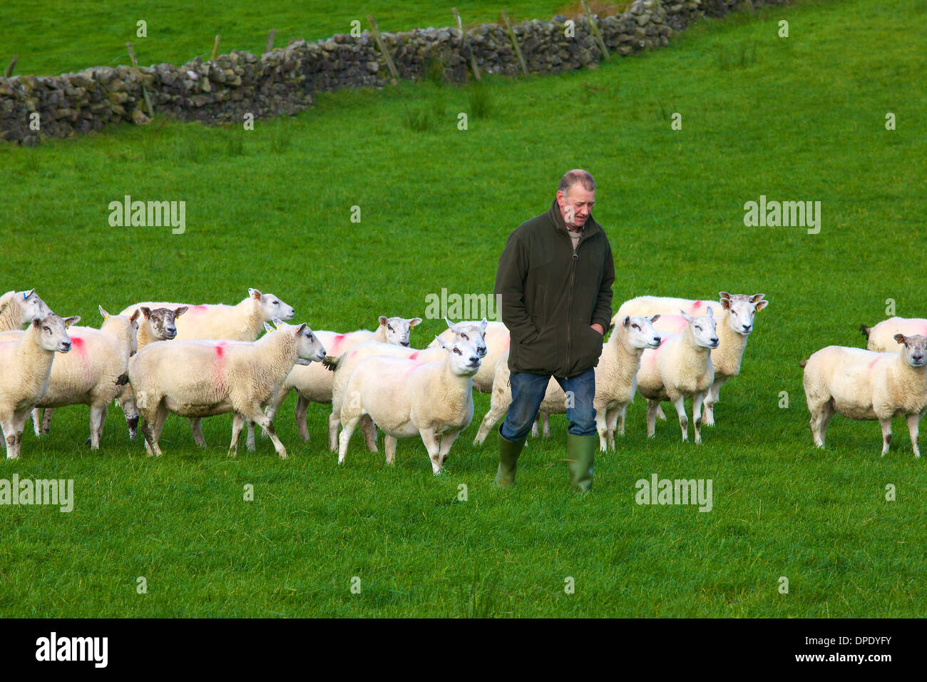 Farmer walking through his field with flock of sheep following. Cumbria England United Kingdom Great Britain Stock Photo