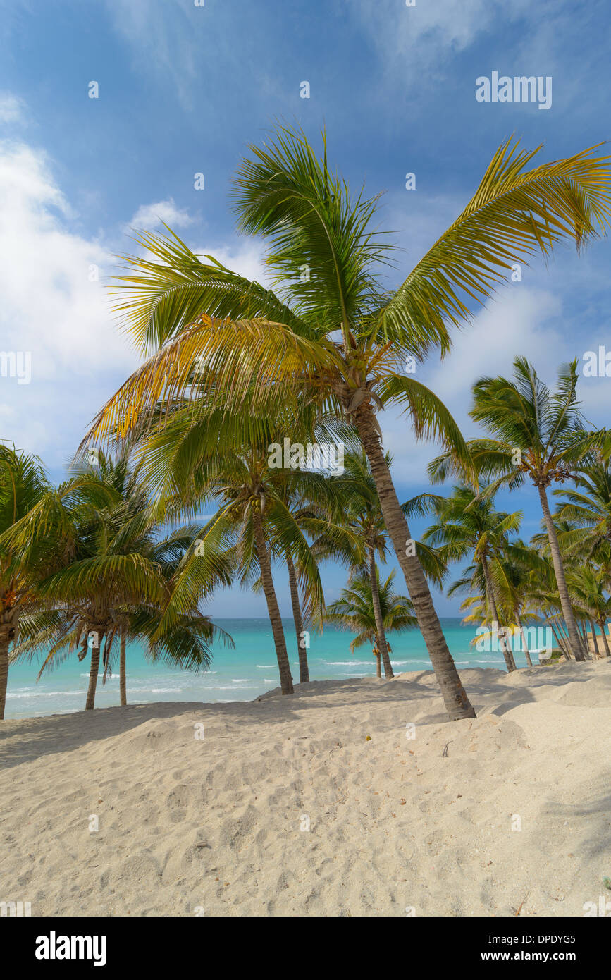 Karibik Strand mit Palmen, Caribbean beach with palms Stock Photo