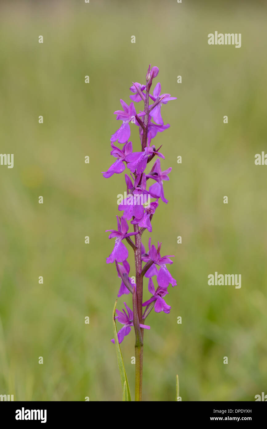 Sumpf-Knabenkraut, Orchis palustris Stock Photo