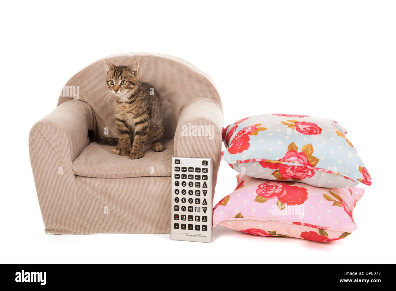 Cat sitting on chair hires stock photography and images Alamy