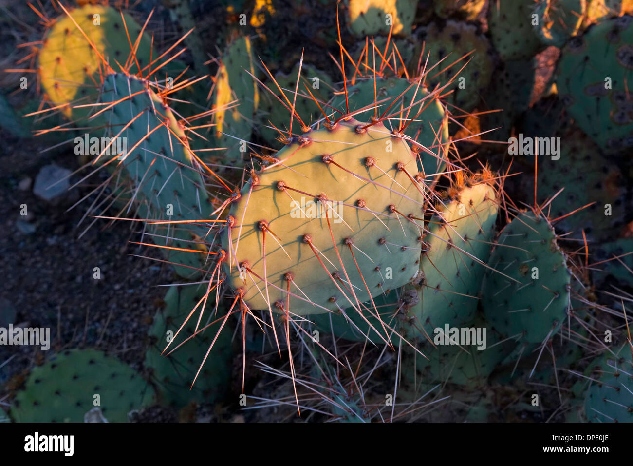 Desert Prickly Pear Cactus (Opuntia phaeacantha), Saguaro National Park, West, Tucson Arizona Stock Photo