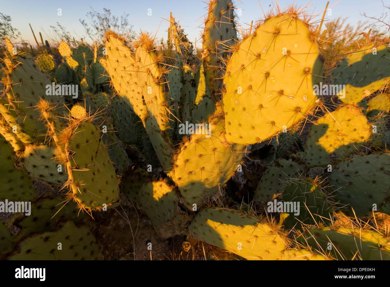 Engelmann's prickly pear cactus (Opuntia engelmannii), Saguaro National Park, West, Tucson Arizona Stock Photo