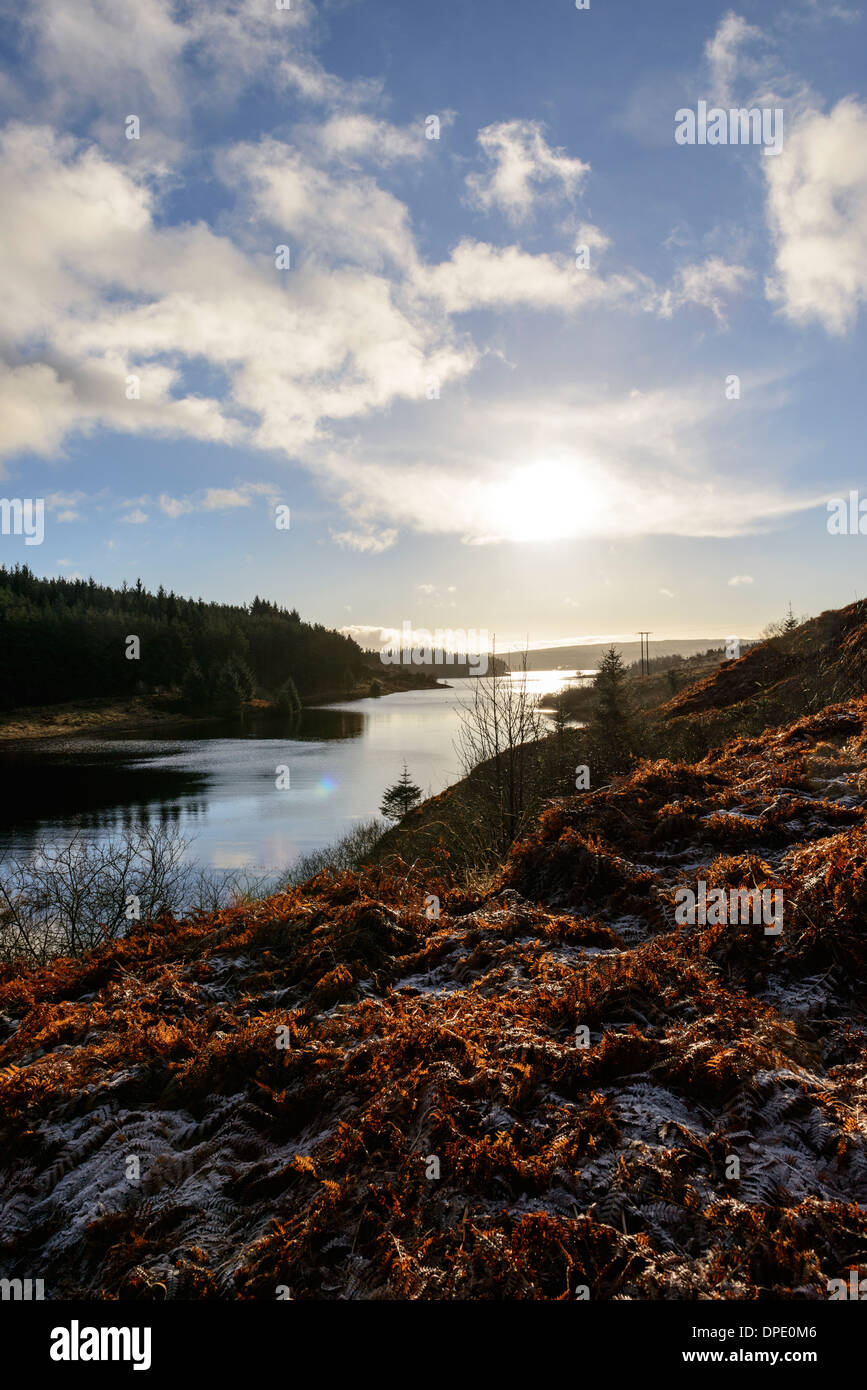 Kielder forest trees hires stock photography and images Alamy