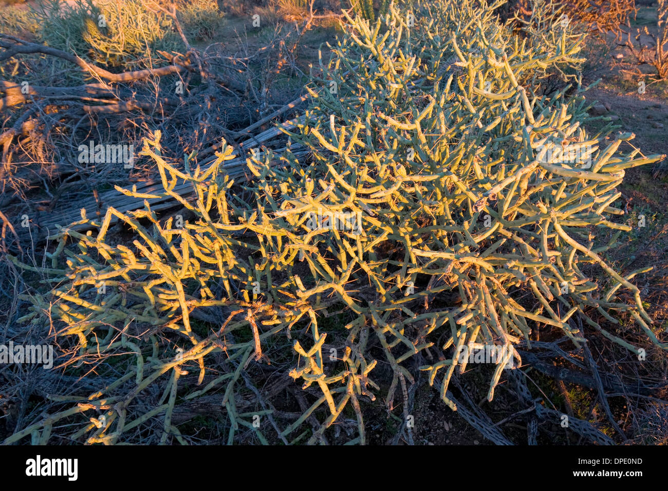 Pencil Cholla (Cylindropuntia ramosissima), Saguaro National Park West, Tucson, Arizona Stock Photo