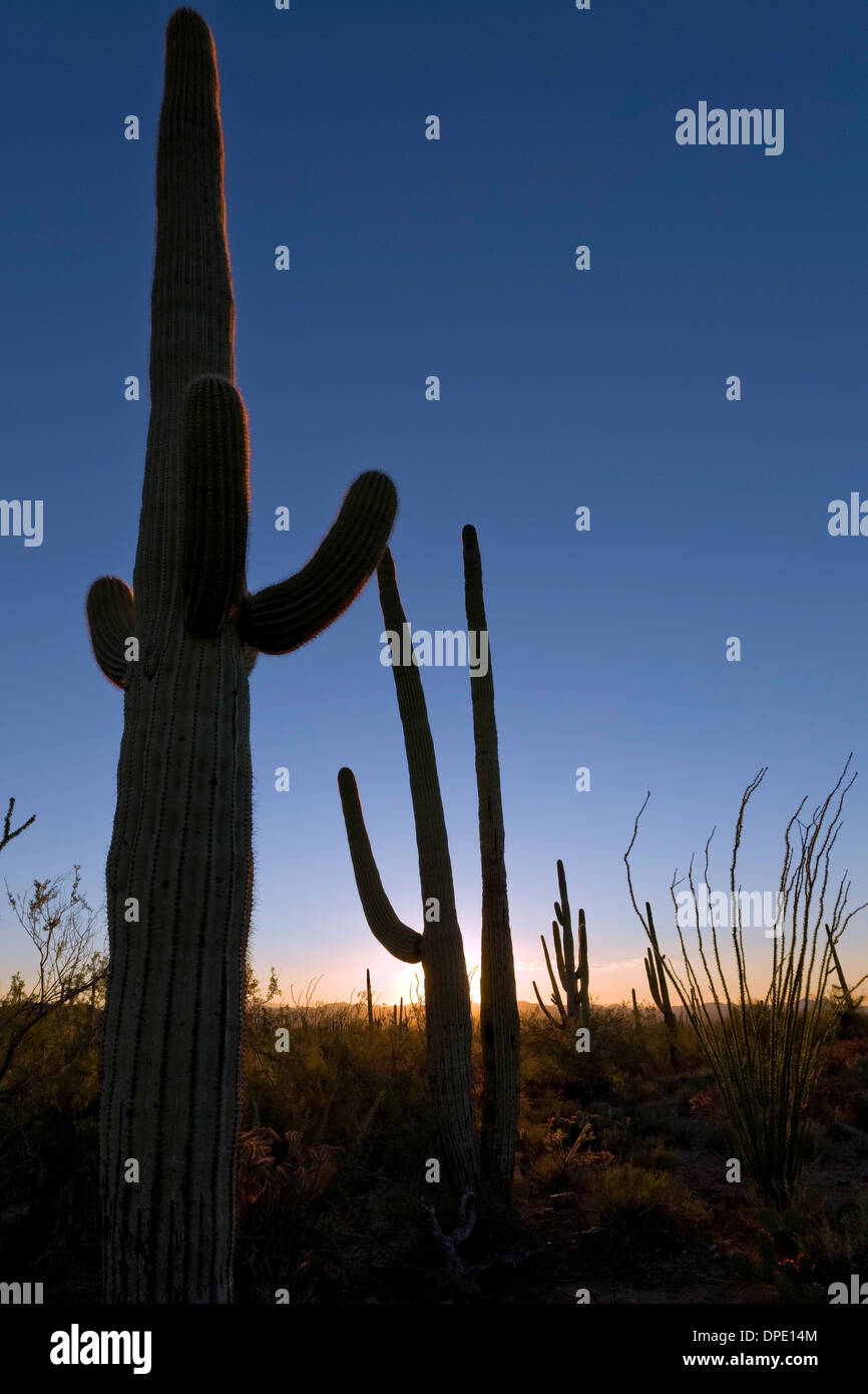 Saguaro National Park, West, Tucson Arizona Stock Photo Alamy
