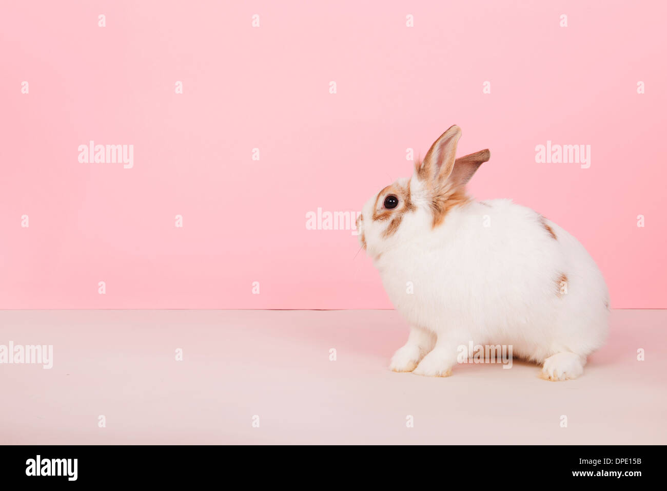 White Rabbit Patterns Pink Background White rabbit on pink background Stock Photo - Alamy