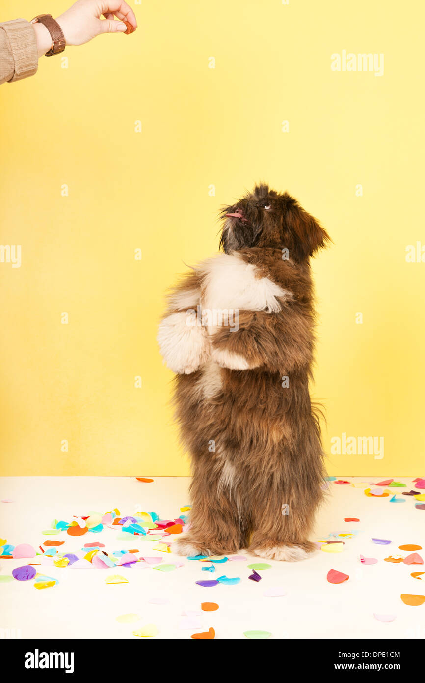 Dog dancing for food with yellow background Stock Photo