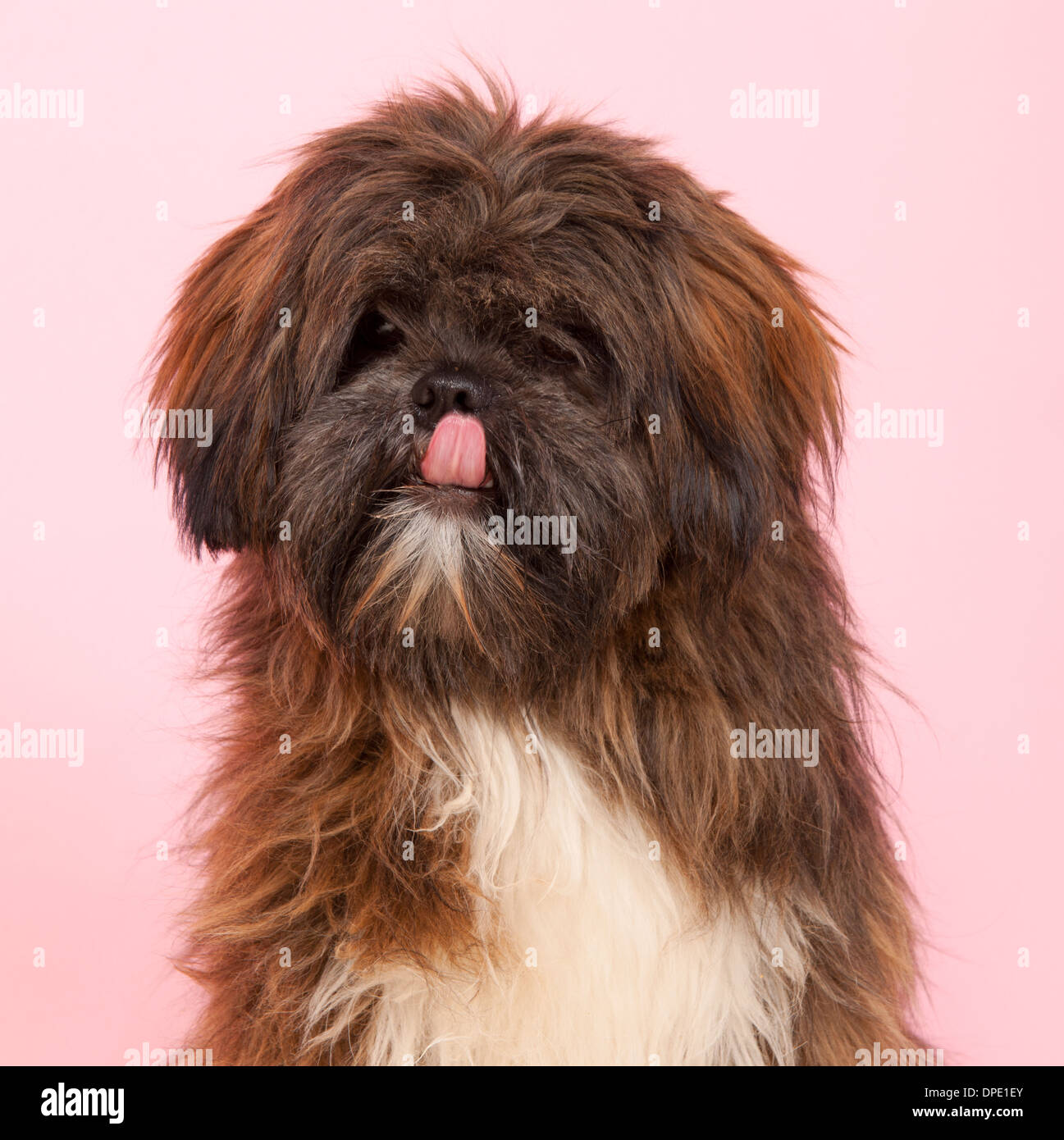 Portrait Lhasa apso in front of pink background Stock Photo