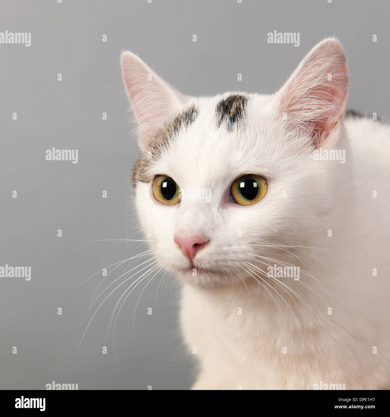Portrait black and white cat on gray background Stock Photo - Alamy