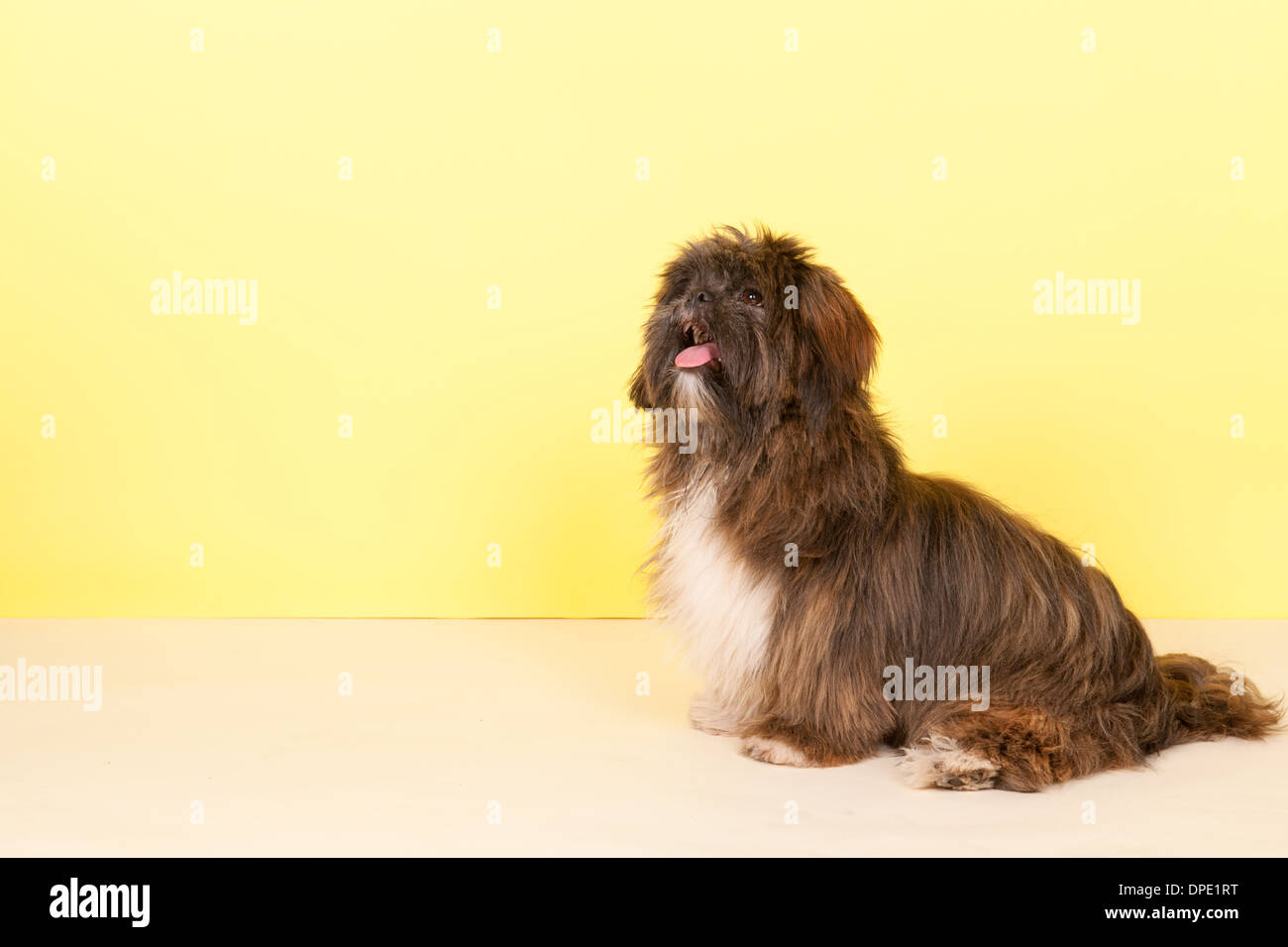 Portrait Lhasa apso in front of yellow background Stock Photo