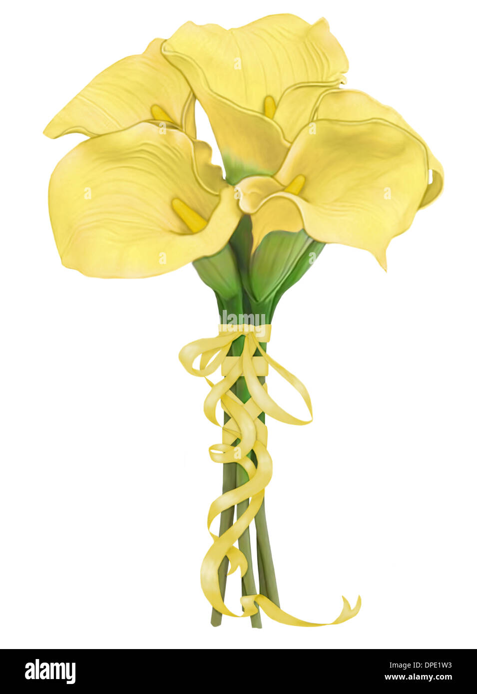 Yellow calla lily Cut Out Stock Images & Pictures Alamy