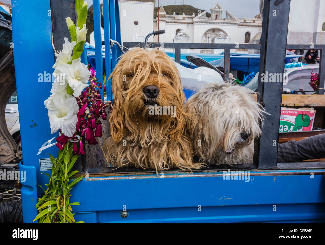 Shaggy Dogs High Resolution Stock Photography And Images Alamy