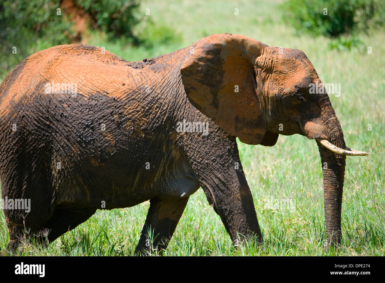 African elephant covered with mud and red dust Stock Photo Alamy
