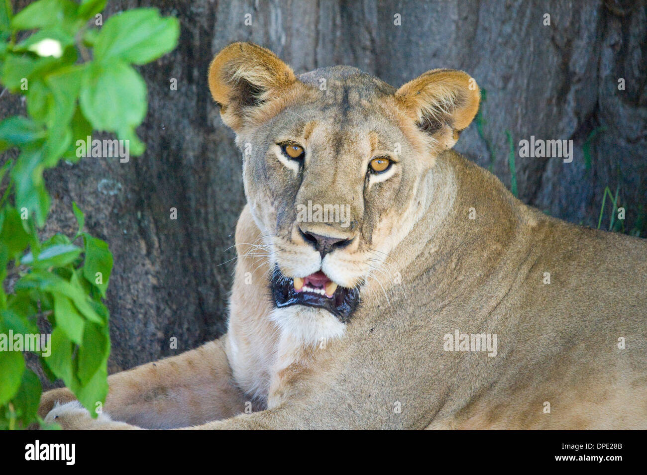 Watchful lioness paying a beautiful look Stock Photo