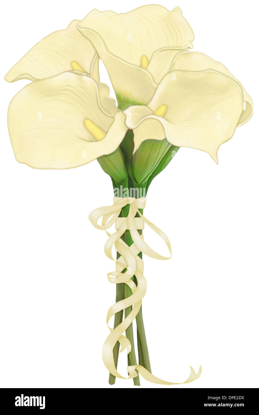 A bouquet of cream calla lilies Stock Photo Alamy