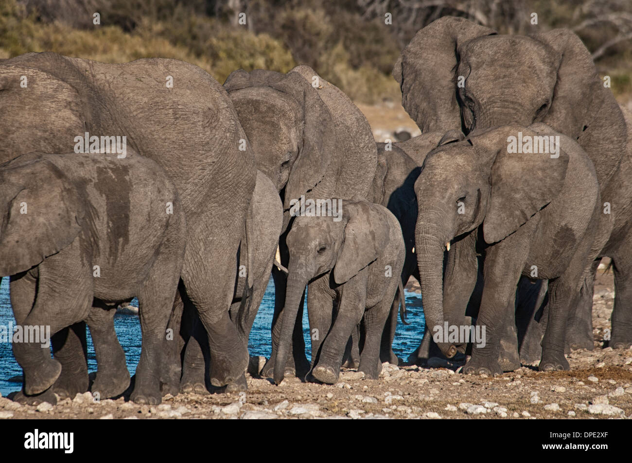 Baby African Elephant, Loxodonta africana, walking in the protection of a herd at a waterhole, Etosha NP, Namibia, West Africa Stock Photo