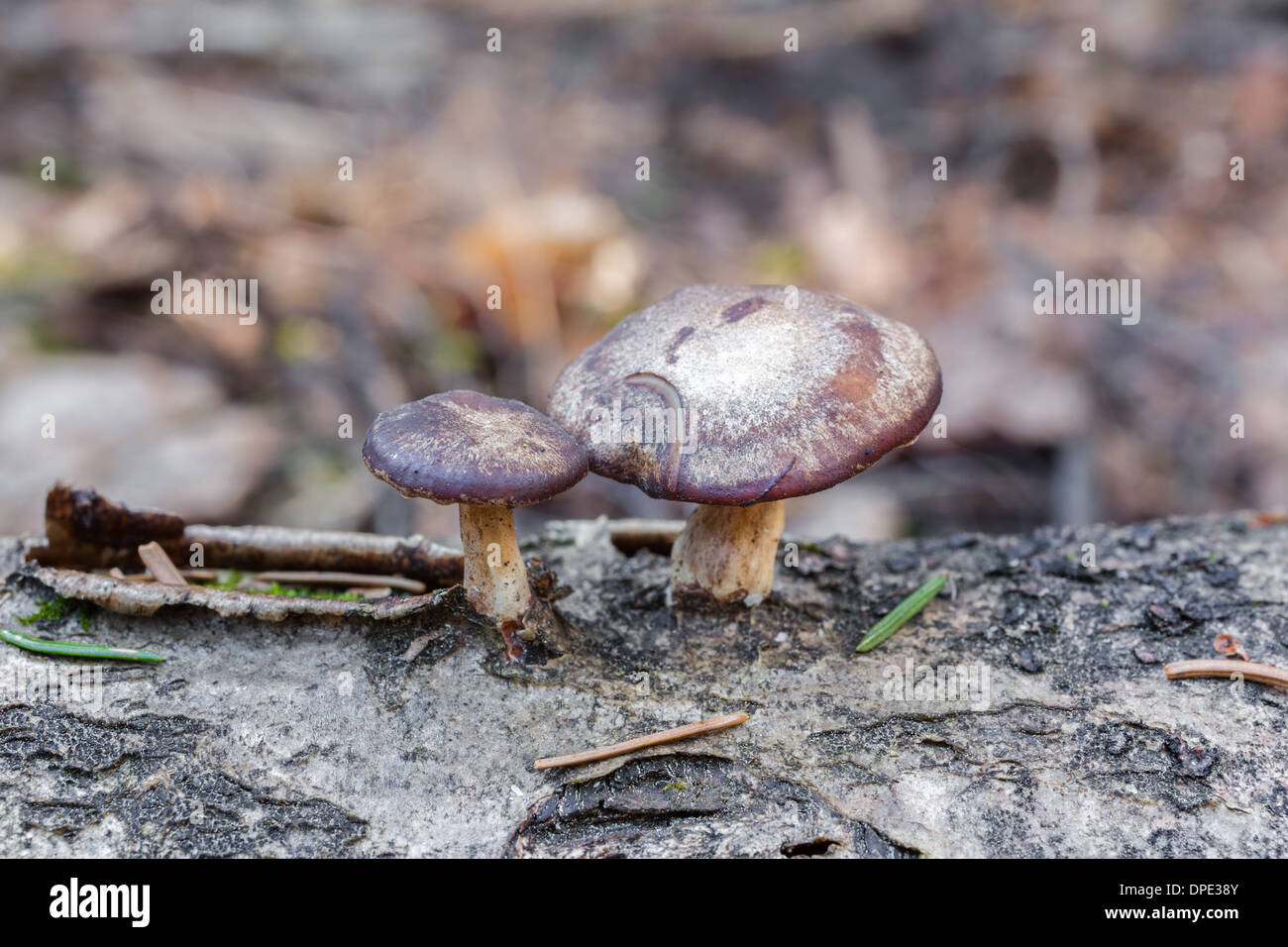 Polyporus brumalis mushrooms Stock Photo