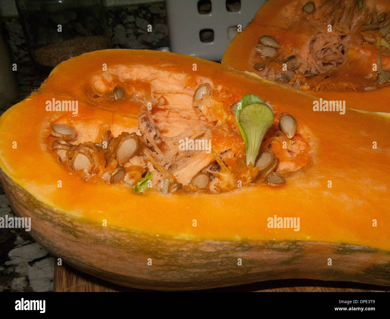 Germination of seeds inside a pumpkin. Stock Photo
