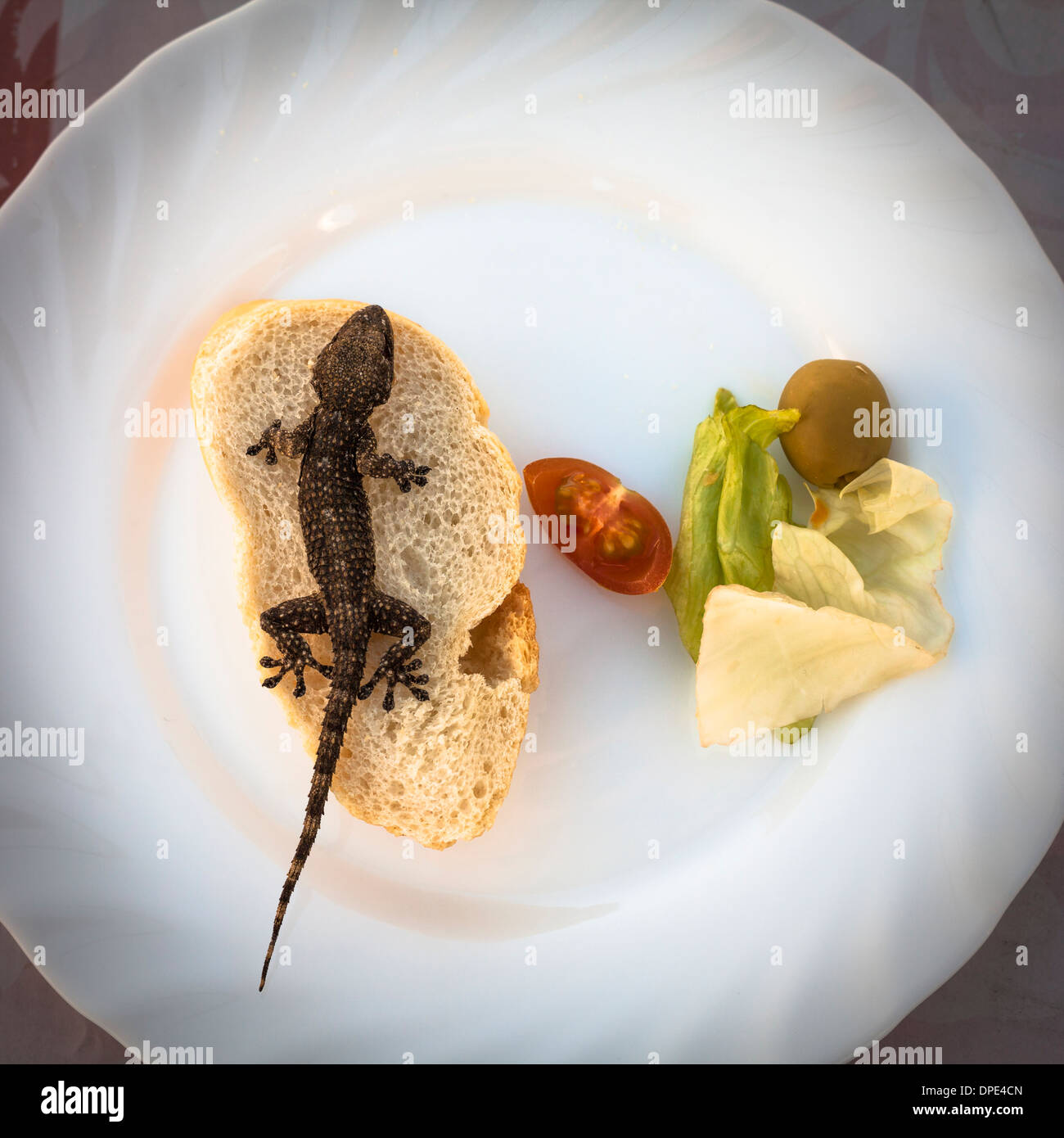 Lizard and bread with vegetable on plate Stock Photo