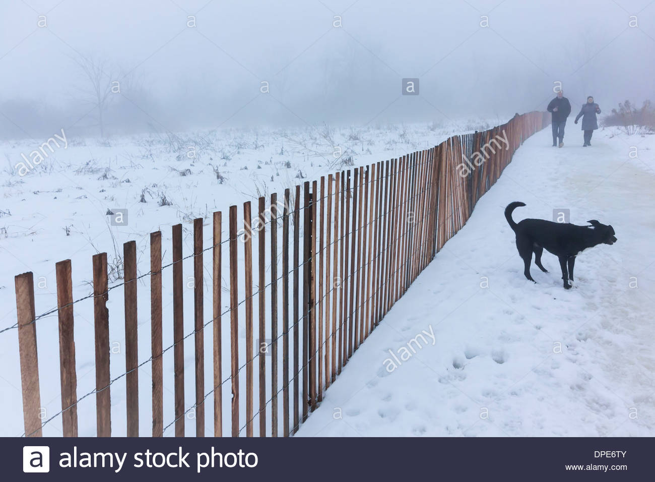 snow fence for dogs