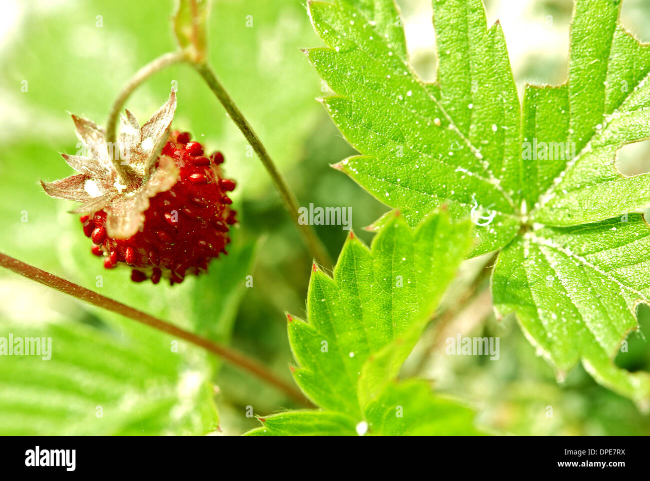 Strawberry, wild strawberry hi-res stock photography and images - Alamy