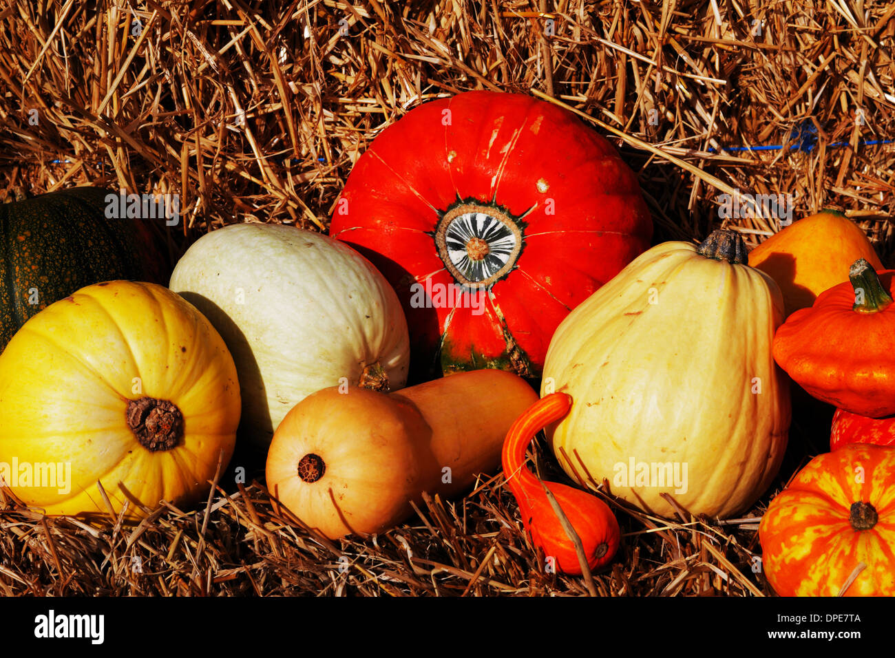 Composition of pumpkins and summer and winter squashes Stock Photo