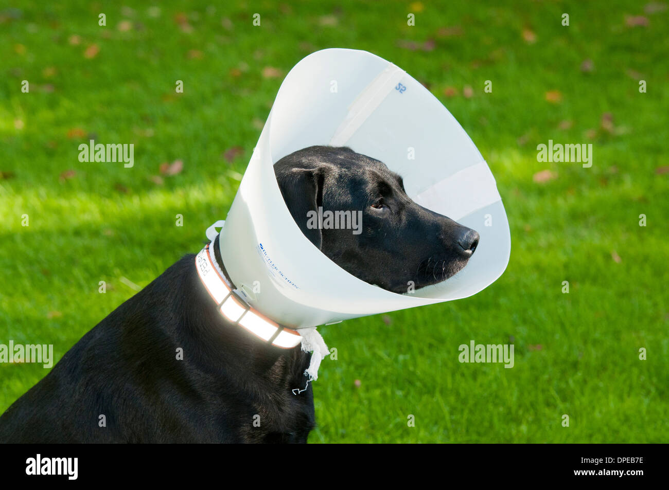Black Labrador retriever wearing Elizabethan collar Stock Photo