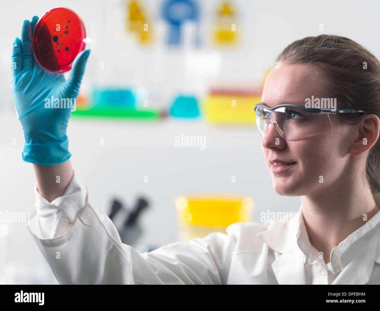 Scientist viewing cell cultures growing in petri dishes in lab Stock Photo