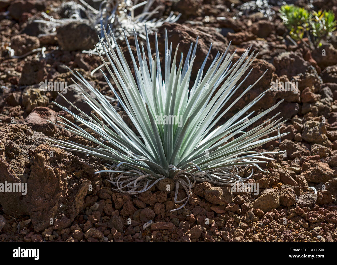 The Haleakala Silversword plant on Maui Stock Photo - Alamy