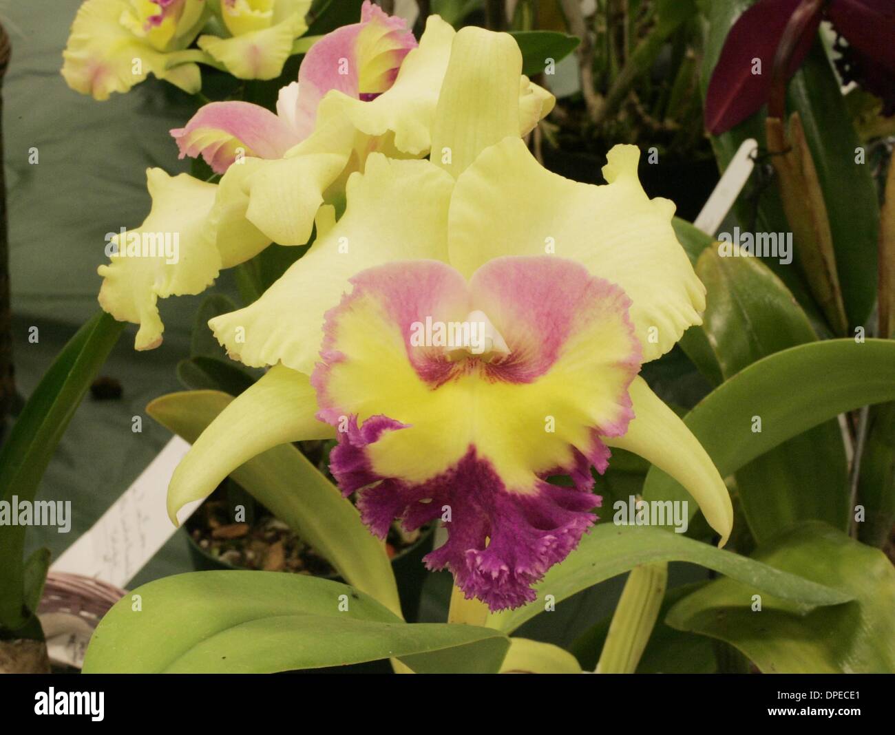 (Published 10/9/2005, I-36)  Blc Green Surprise has a ruffled lip outlined in maroon. ORCHID DonKohlbauer/Union-Tribune   DKorcids229240x111 Stock Photo