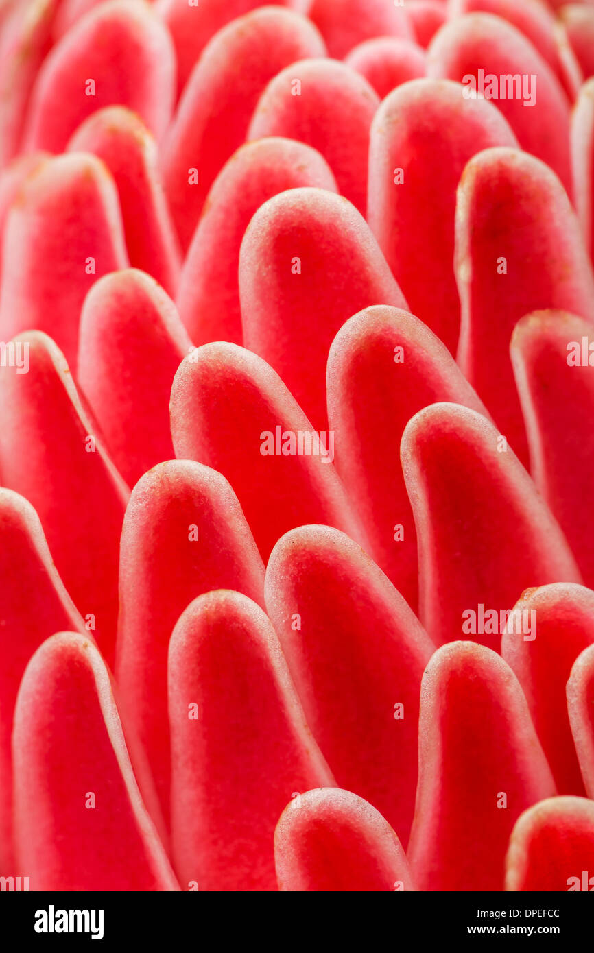Macro shot of the petals of a red flower Stock Photo