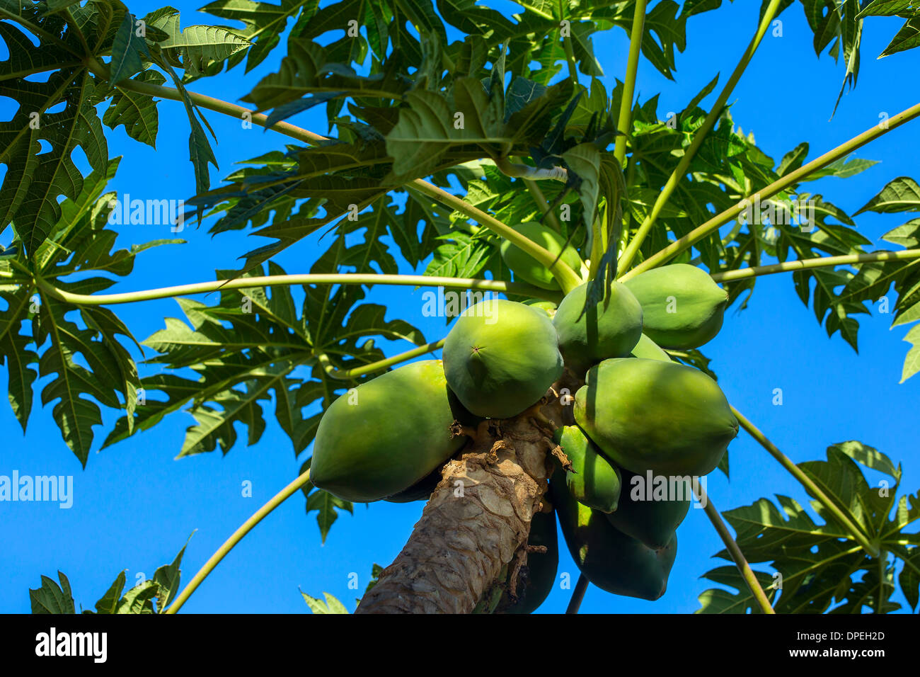Green papayas growing on a tree Stock Photo