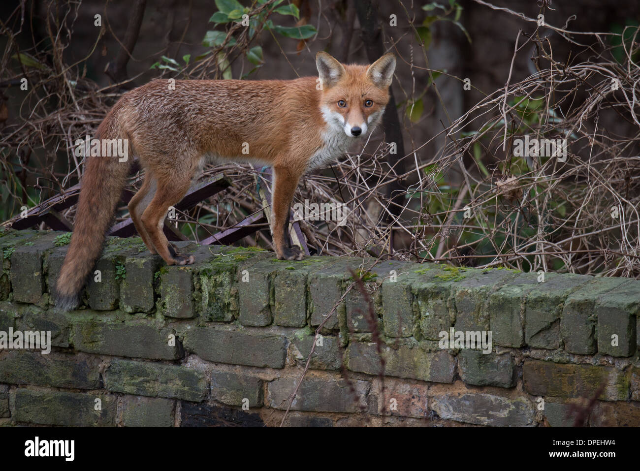 Urban fox standing on wall Stock Photo