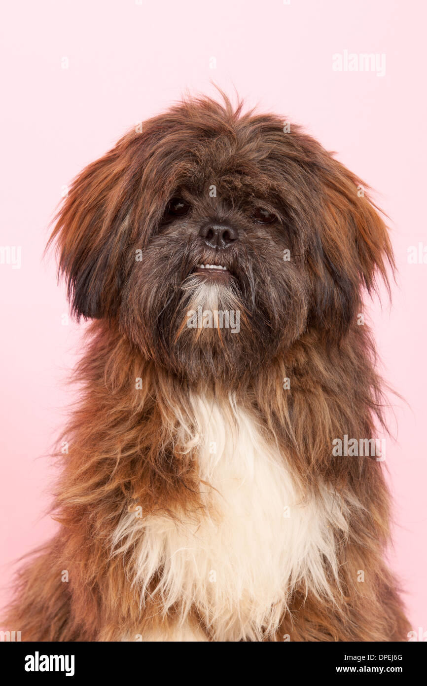 Portrait Lhasa apso in front of pink background Stock Photo