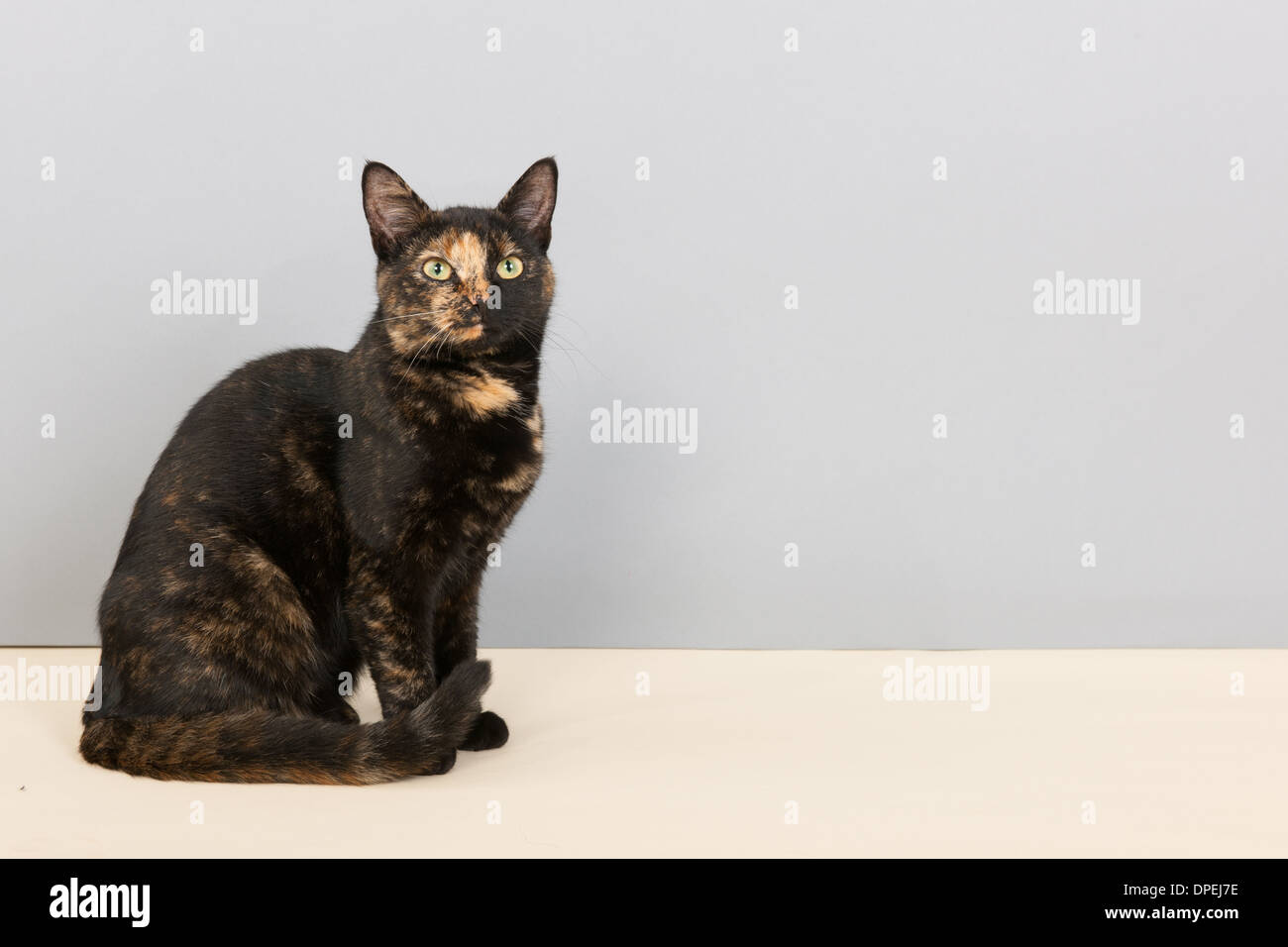 Tortoiseshell cat sitting in studio Stock Photo - Alamy