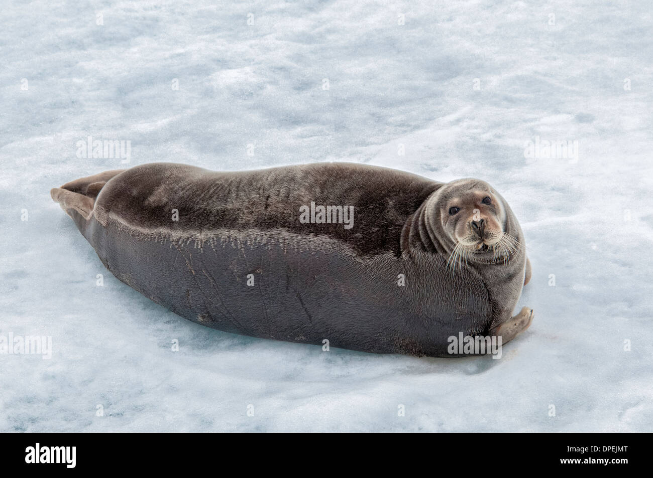 Bearded Seal or Square Flipper Seal, Erignathus barbatus, lying on the ice, Hinlopen Strait, Svalbard Archepelago, Norway Stock Photo