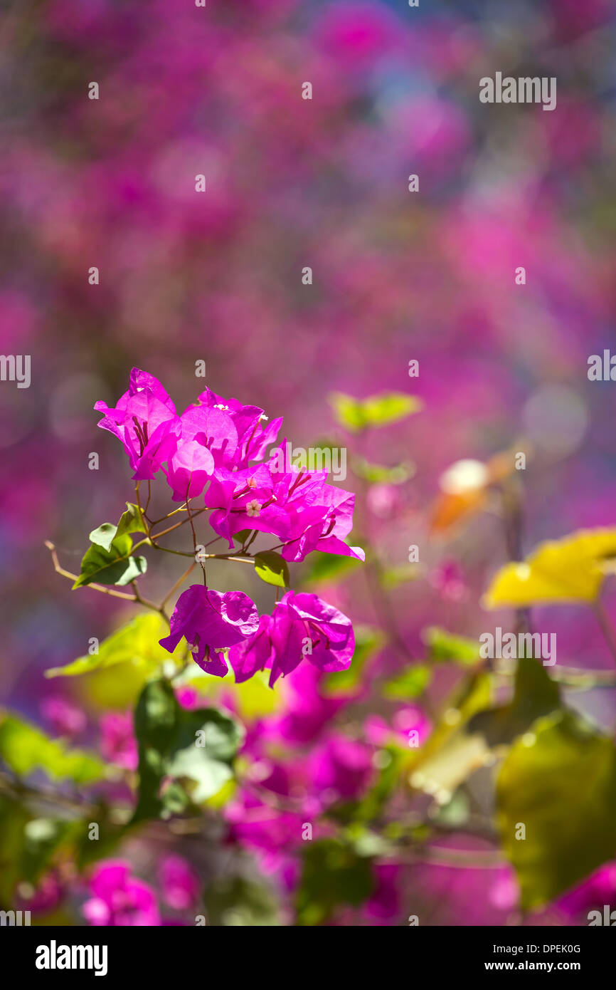 Purple tree flowers hi-res stock photography and images - Alamy