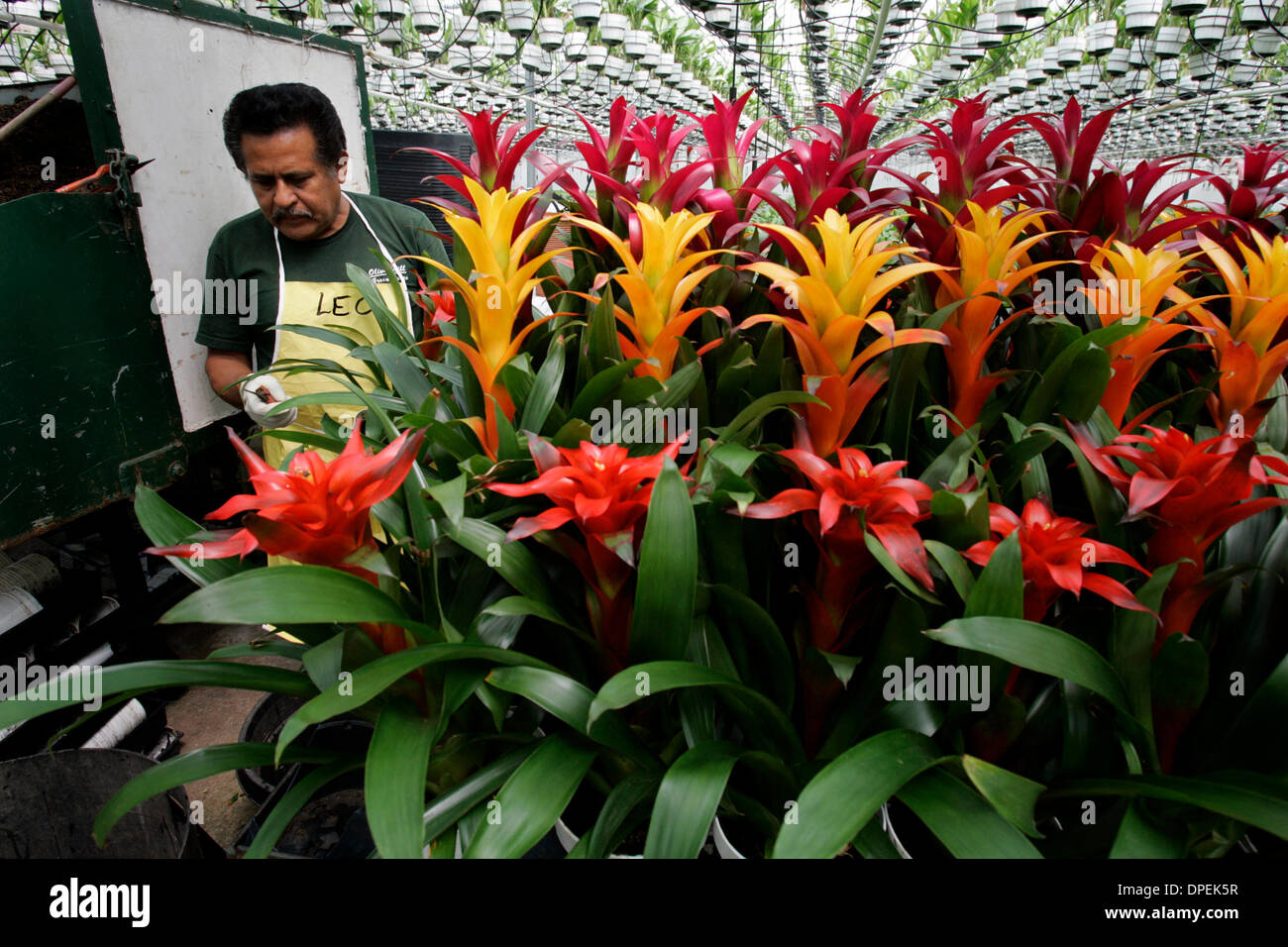 (Published 4/30/2006, N-4)  April 21, 2006 Fallbrook, California, USA.  LEOPOLDO CALISTO works under a canopy of indoor plants with several varieties of Guzmania Bromeliads to arrange them for shipping from Olive Hill Greenhouses in Fallbrook. The company is a big producer of bromeliads, orchids and indoor plants. Mandatory Credit photo by Laura Embry/San Diego Union-Tribune/Zuma P Stock Photo