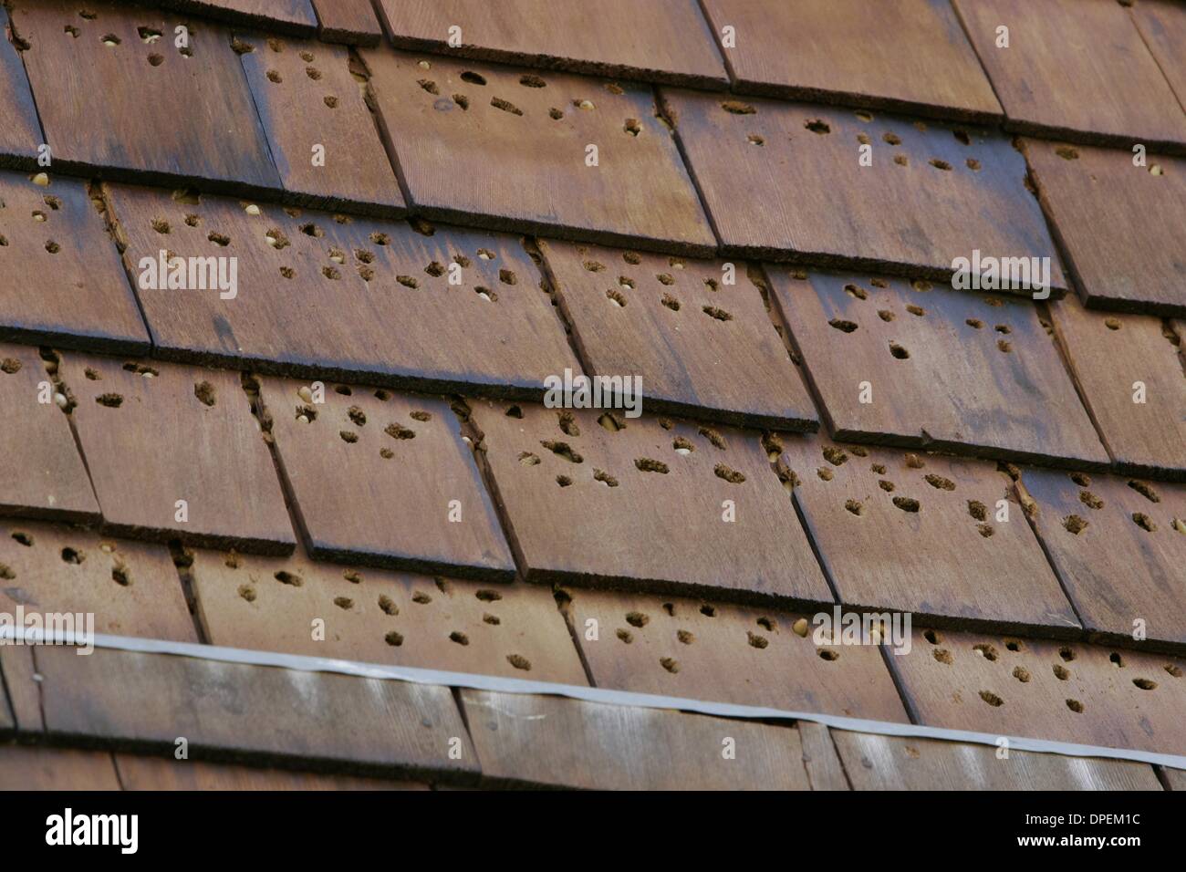 (Published 8/6/2005, NI-4)  Shingles on the old ranch house at the Daley Ranch have been filled with acorns by the many local Acorn woodpeckers.  UT/PHOTO Charlie Neuman. Stock Photo
