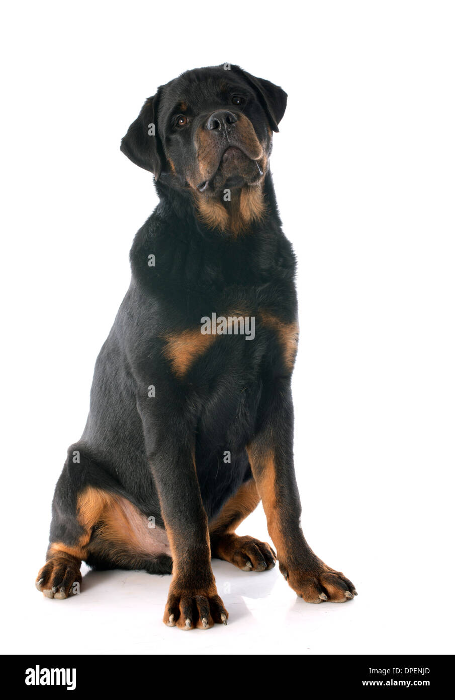 Purebred Rottweiler portrait of a purebred puppy rottweiler in front of white background ...